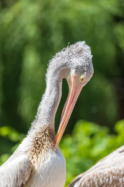 Pelikan Pelecanus Vogel Mit Großem Schnabel Putzt Seine Federn Der — Stockfoto