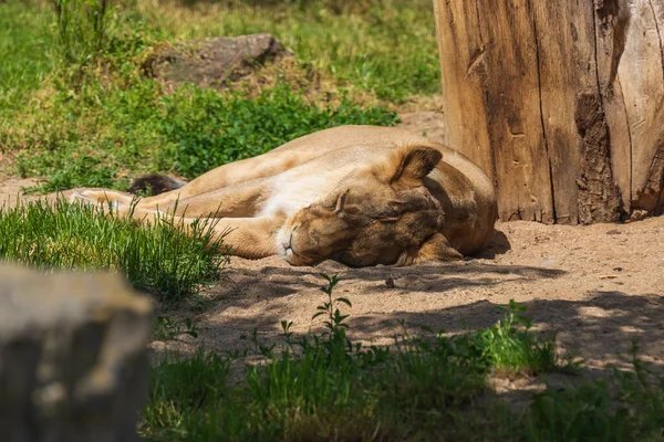 Indiai Oroszlán Panthera Leo Persica Nőstény Fekszik Földön Egy Alatt — Stock Fotó