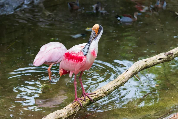 Colher Rosa Platalea Ajaja Pássaro Branco Rosa Com Bico Plano — Fotografia de Stock