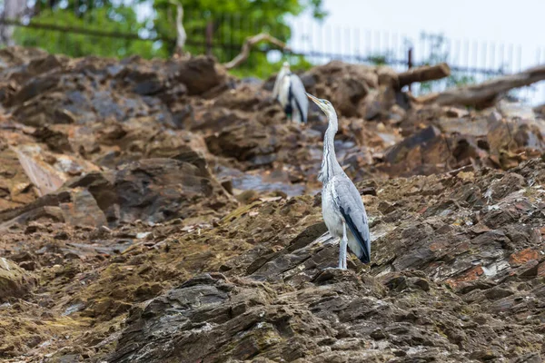 Garza Gris Ardea Cinerea Sentado Una Roca Alta — Foto de Stock