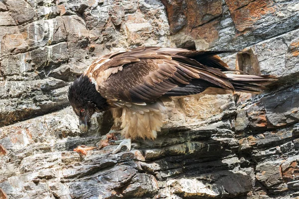 Avvoltoio Barbuto Gypaetus Barbatus Grande Uccello Dal Becco Ricurvo Svetta — Foto Stock