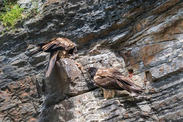 Abutre Barbudo Gypaetus Barbatus Grande Pássaro Com Bico Curvo Ergue — Fotografia de Stock