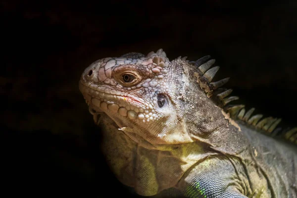 Iguana Gustoasă Iguana Delicatissima Portretul Capului Unei Iguane Fundal Negru — Fotografie, imagine de stoc