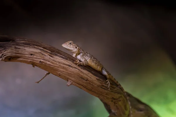Petit Reptile Désert Asiatique Grimpe Arbre Posé Dans Sable — Photo