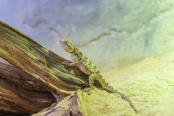 Petit Reptile Désert Asiatique Grimpe Arbre Posé Dans Sable — Photo