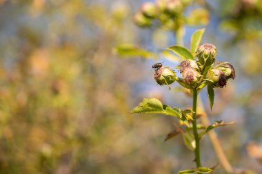 Bir sinek yeşil bir çalılıktaki gül ağacı meyvesinde oturur..