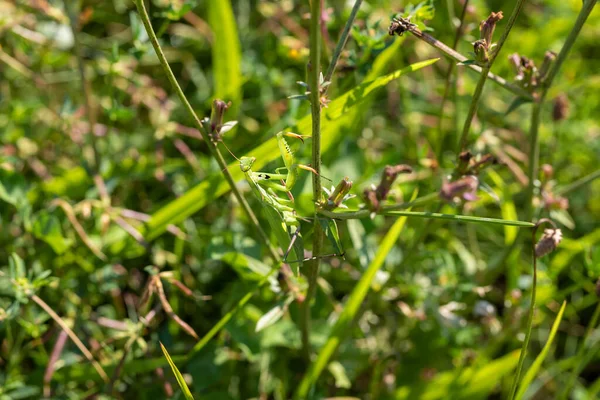 Mantis Mantis Religiosa Green Animal Sitting Blade Grass — Stock Photo, Image