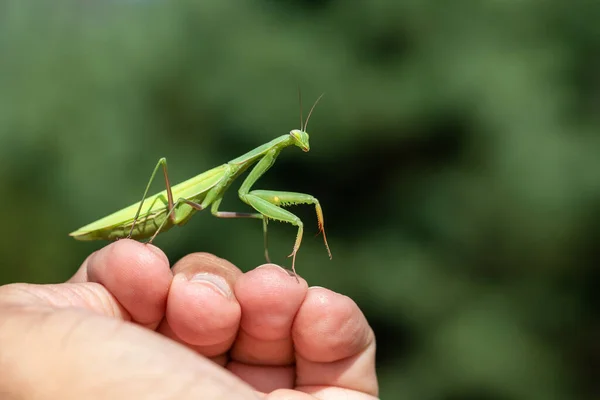 Mantis Mantis Religiosa Animal Verde Sentado Mano Humana — Foto de Stock