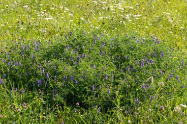 Çayırda yeşil yapraklı mor çiçek.