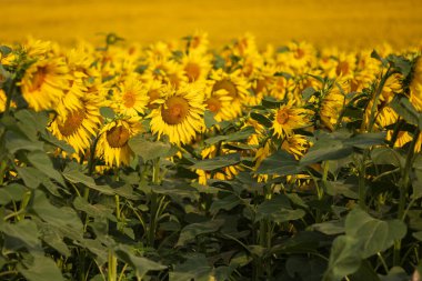 Çiçekli Helianthus - Bahar tarlasında ayçiçeği. Üzerinde bulutlu dramatik bir gökyüzü olan sarı çiçekler. Gün batımında gökyüzü.