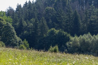 Yabani çiçeklerin çiçek tarlası. Çayırda çok renkli çiçekler var..