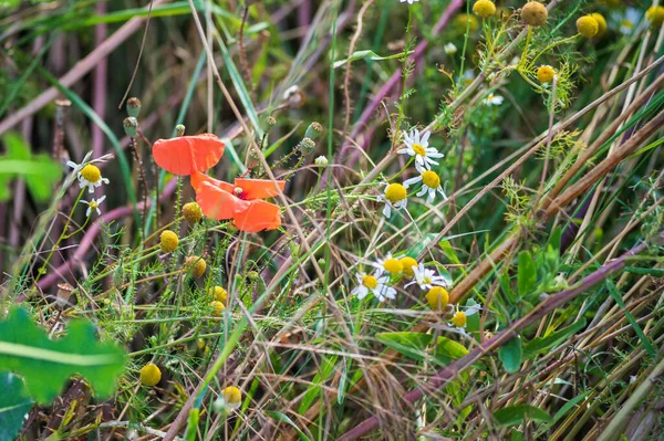 Florales Feld Von Wildblumen Bunte Blumen Auf Der Wiese — Stockfoto
