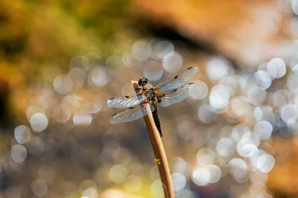 トンボ 草の刃に延長翼を持つOdonata 背景にはレンズが生み出す美しいボケがあります — ストック写真