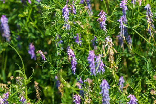 Frühlingswiese Mit Blumen Auf Der Insekten Und Kleine Schmetterlinge Stehen — Stockfoto