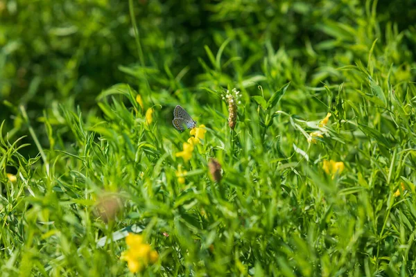 Prado Primavera Com Flores Nas Quais São Insetos Pequenas Borboletas — Fotografia de Stock