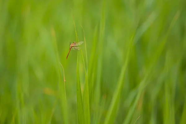 Libélula Odonata Com Asas Estendidas Uma Lâmina Grama Fundo Belo — Fotografia de Stock