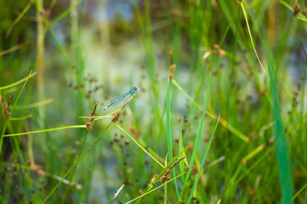 Vážka Odonata Roztaženými Křídly Stéblu Trávy Pozadí Krásný Bokeh Vytvořený — Stock fotografie