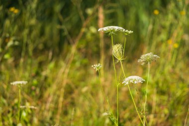 Forest wildflowers in a meadow in a wetland