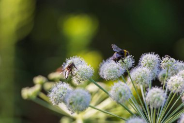 Forest wildflowers in a meadow in a wetland