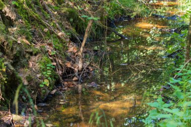 Forest wildflowers in a meadow in a wetland