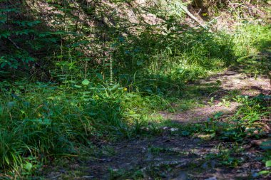 Forest wildflowers in a meadow in a wetland