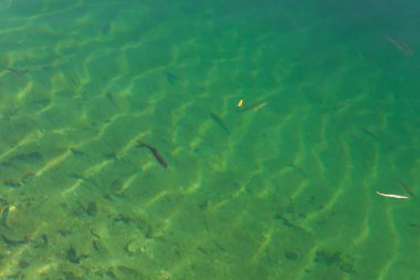 Göletin altında küçük balıklar