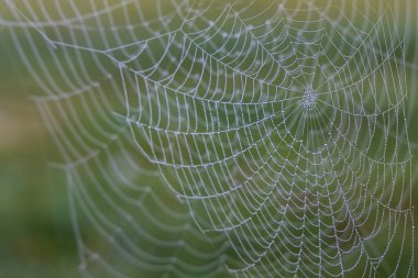 Üzerinde çiy damlaları olan sabah örümcek ağı
