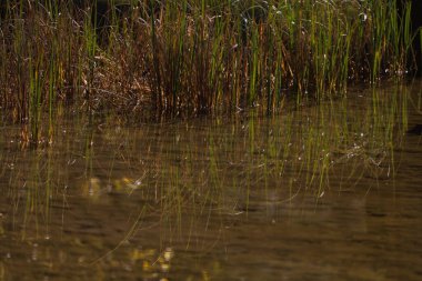 Avusturya 'daki göl kenarındaki orman manzarası