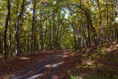 Orman sonbahar rengarenk manzarası. Renkli yapraklı ağaçlar ve yollar