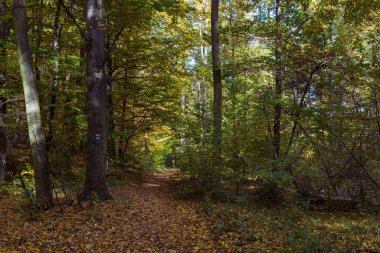 Orman sonbahar rengarenk manzarası. Renkli yapraklı ağaçlar ve yollar