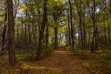 Orman sonbahar rengarenk manzarası. Renkli yapraklı ağaçlar ve yollar