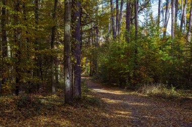 Orman sonbahar rengarenk manzarası. Renkli yapraklı ağaçlar ve yollar