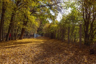 Orman sonbahar rengarenk manzarası. Renkli yapraklı ağaçlar ve yollar