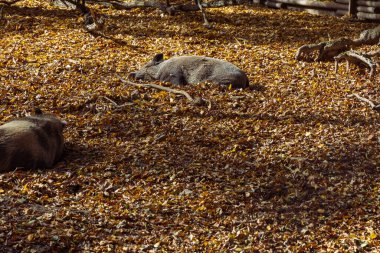 Orman sonbahar rengarenk manzarası. Renkli yapraklı ağaçlar ve yollar