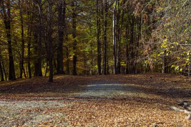 Orman sonbahar rengarenk manzarası. Renkli yapraklı ağaçlar ve yollar