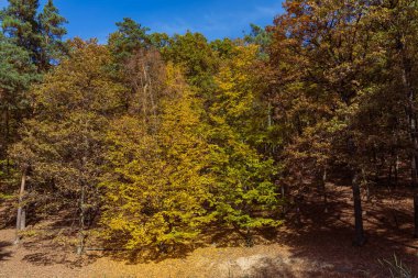 Orman sonbahar rengarenk manzarası. Renkli yapraklı ağaçlar ve yollar