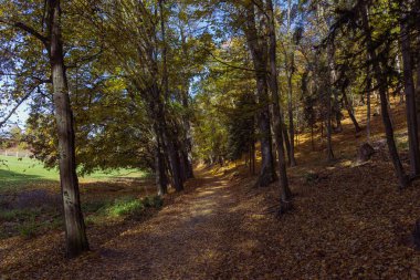 Orman sonbahar rengarenk manzarası. Renkli yapraklı ağaçlar ve yollar