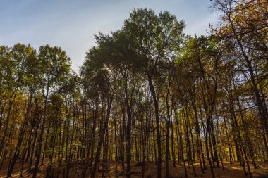 Orman sonbahar rengarenk manzarası. Renkli yapraklı ağaçlar ve yollar