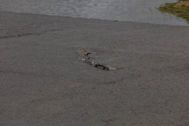 Güney Moravya Bölgesi, Çek Cumhuriyeti 'nde bir kış veya sonbahar ormanı olan Jihlava Nehri.