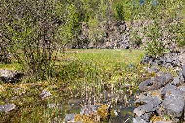 Eski bir taş ocağı (taş çukuru) yavaş yavaş sazlıklar ve yemyeşil bahar bitkileriyle kaplanmış bir sulak arazi veya bataklığa dönüşüyor.