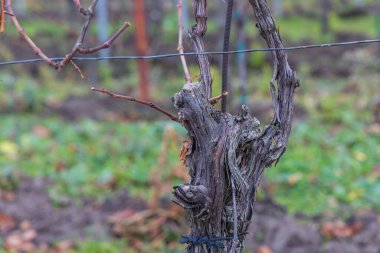 Bagajı pürüzlü, kabuğu buruşuk, tel kafese bağlı. Çıplak, budanmış bastonlar gövdeden çıkar. Bulanık arka plan toprak ve yeşil zemin örtüsünden oluşur.. 