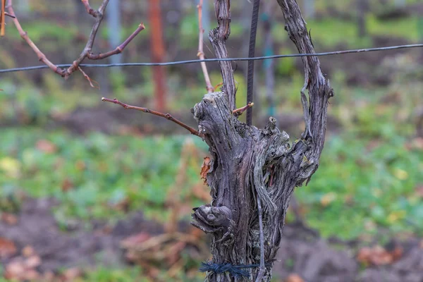 Bagajı pürüzlü, kabuğu buruşuk, tel kafese bağlı. Çıplak, budanmış bastonlar gövdeden çıkar. Bulanık arka plan toprak ve yeşil zemin örtüsünden oluşur.. 