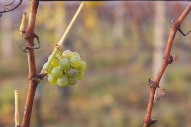 Sahne, genellikle buz şarabı yapımında kullanılan sonbahar veya kış üzüm bağlarında çok geç hasat zamanlarını çağrıştırıyor.