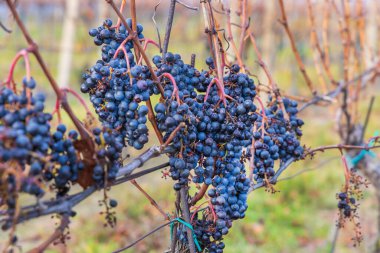 Üzüm bağı, bulutlu ve dramatik bir gökyüzünün altında uzanıyor. Sahne, hasat döneminin sonuna, kış hazırlıklarına ya da buz şarabı üretimine dair temaları anımsatıyor..