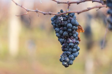 Sahne, hasat döneminin sonuna, kış hazırlıklarına ya da buz şarabı üretimine dair temaları anımsatıyor..