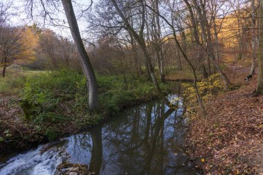 Yoğun bir yaprak döken ormandaki bir derenin yanındaki sonbahar manzarası. Çekim, suyun karanlık ve sakin akışını yakalar. Ağaç gövdeleri kıyılara doğru eğilir..