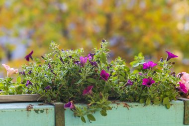 Pencerede ya da balkon saksısında canlı mor ve pembe petunya çiçeğinin yakın plan çekimi..