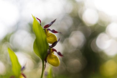 Çiçekli bir Lady 's Slipper Orchid' in makro çekimi. Yan taraftan ve arka ışıklandırmadan yakalanmış Cypripedium kalseolus olabilir. Göz alıcı çiçeklerde belirgin sarı keseler var..