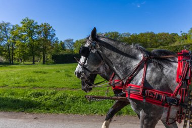 Kırmızı koşumlu gri bir çift at, fayton çekiyor. Güneşli bir parkın ve yemyeşil çimlerin olduğu yakın plan profil görüntüsü.