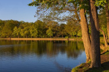 Moritzburg yakınlarındaki Castle Pond 'un sakin yüzeyi. Ağaçlar akşam güneşinde suya yansıyor. Önplanda koyu ağaç gövdeleri